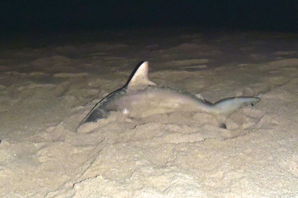 Requin peche a Red Bluff