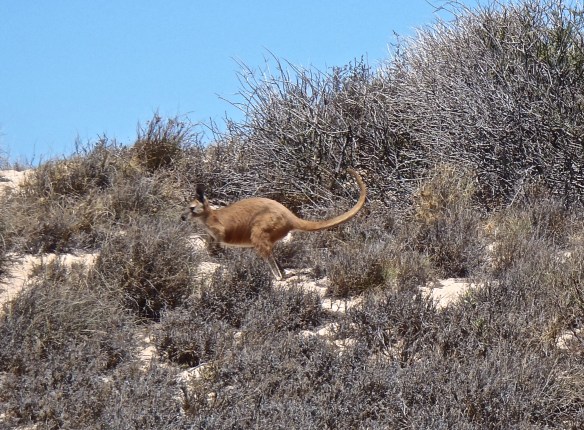 Gros kangourou