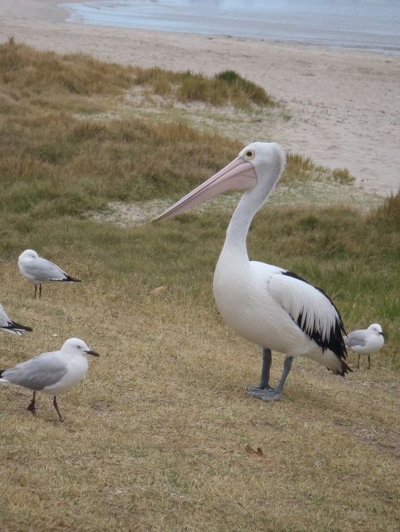 Kalbari, Pelican feeding