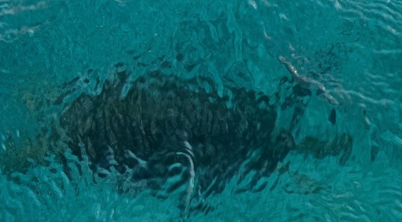 Ilot du Phare Amédée