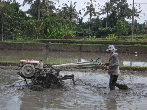 Travailleur dans une rizière