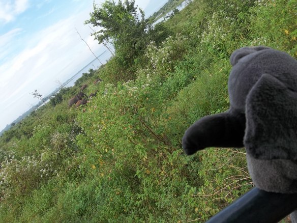Doudou éléphant regarde sa famille sri-lankaise