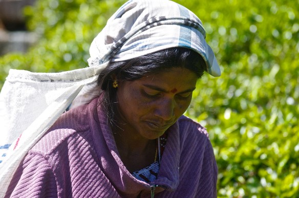 Ramasseuse de feuilles de thé