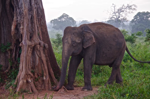 Le 1er éléphant du parc!