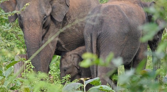 Petit éléphanteau d'un mois