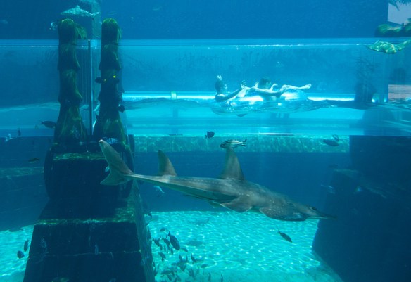 Atlantis, parc aquatique, image yahoo