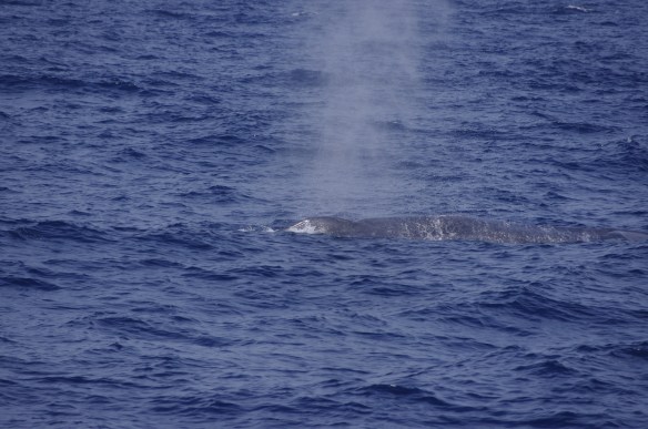 Baleine bleue!
