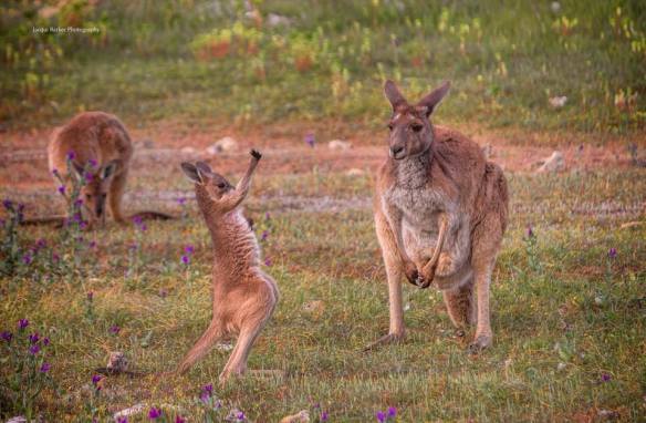 10636186_869352346408622_1385750958452749739_n